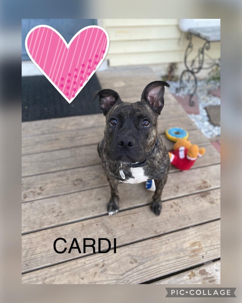 Cardi, an adoptable Pit Bull Terrier in Scranton, PA, 18509 | Photo Image 2