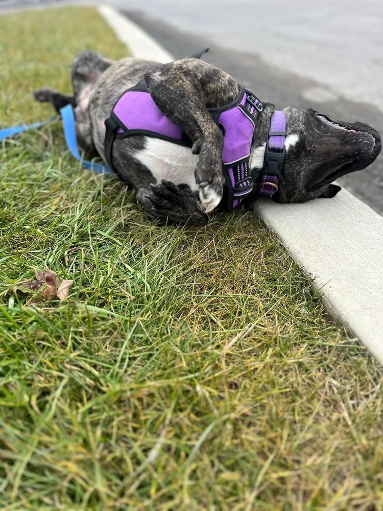 Cardi, an adoptable Pit Bull Terrier in Scranton, PA, 18509 | Photo Image 3