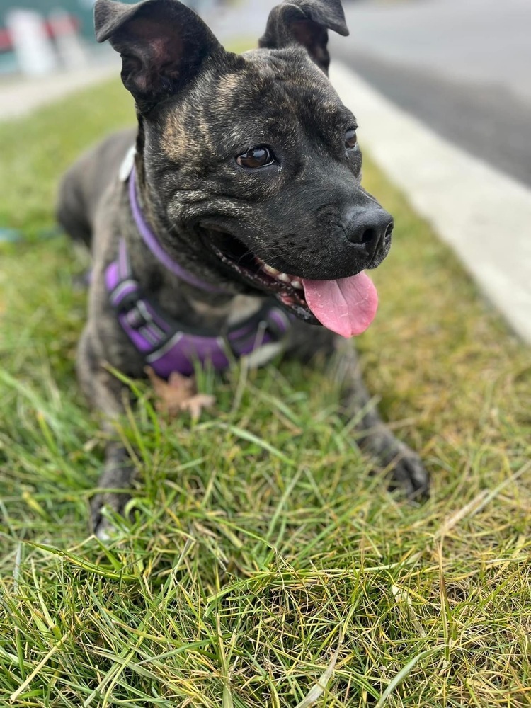 Cardi, an adoptable Pit Bull Terrier in Scranton, PA, 18509 | Photo Image 4