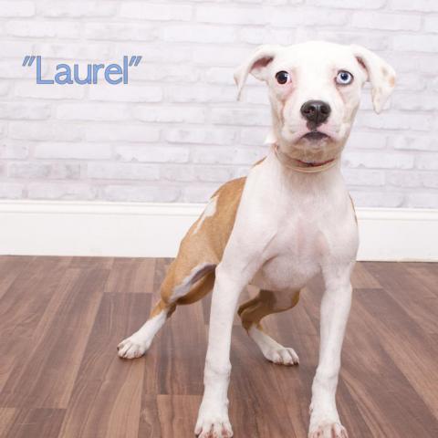 Laurel