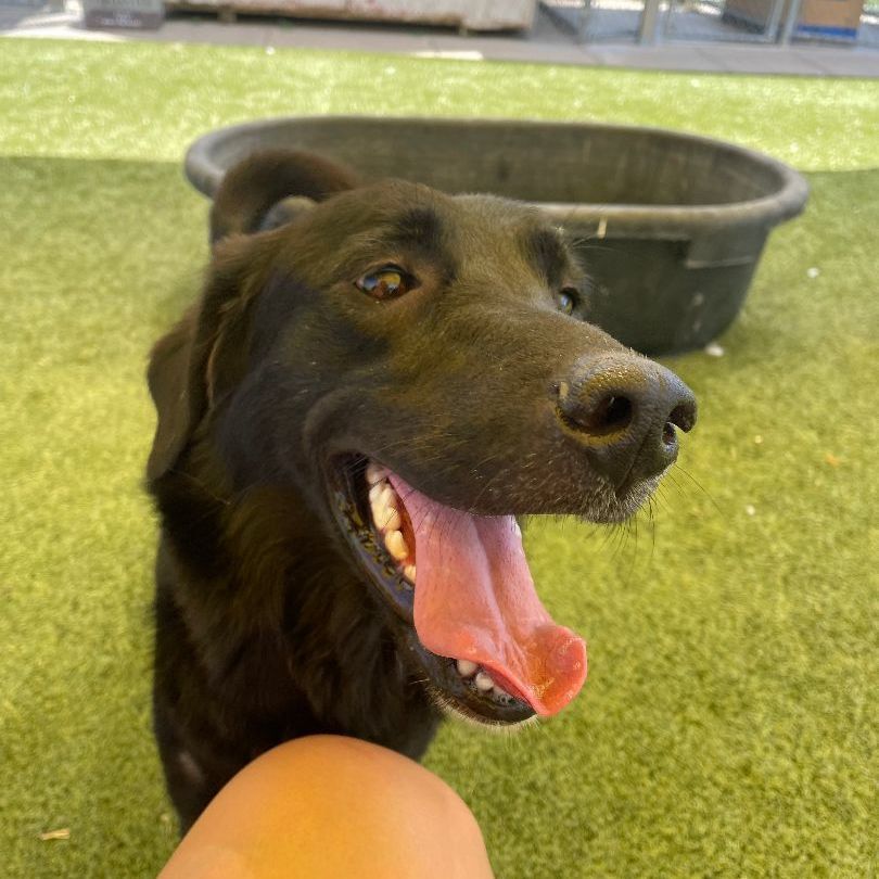 Stray Labrador Retriever/Border Collie mix