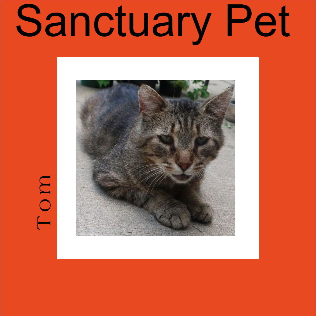 Tom, an adoptable Domestic Long Hair, Tiger in Cuba, NY, 14727 | Photo Image 1