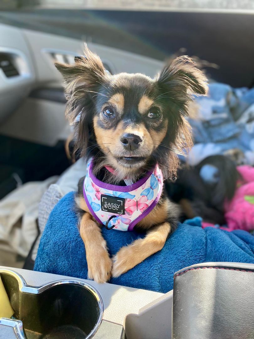 Macey - Resource Biter, an adoptable Chihuahua, Papillon in Houston, TX, 77235 | Photo Image 4