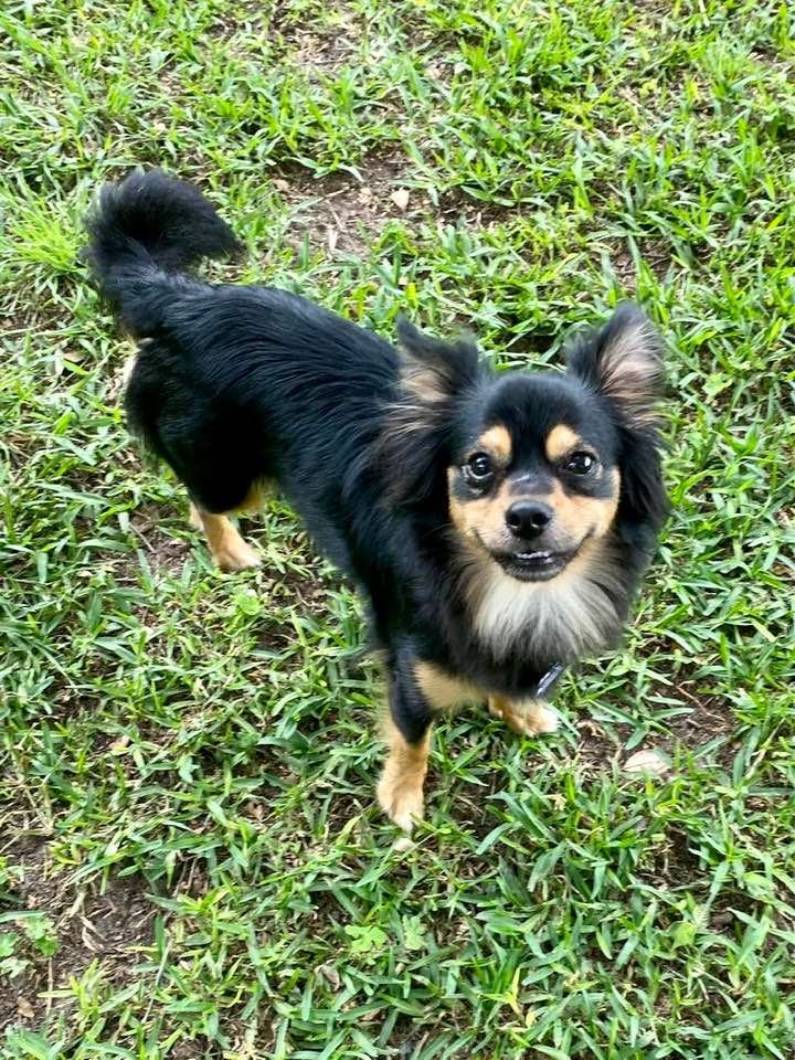 Macey - Resource Biter, an adoptable Chihuahua, Papillon in Houston, TX, 77235 | Photo Image 6