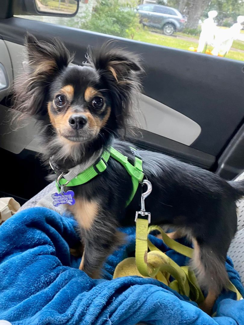 Macey - Resource Biter, an adoptable Chihuahua, Papillon in Houston, TX, 77235 | Photo Image 7