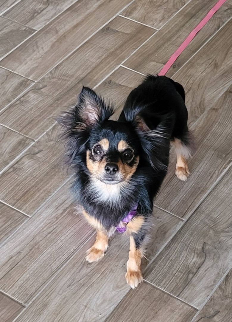 Macey - Resource Biter, an adoptable Chihuahua, Papillon in Houston, TX, 77235 | Photo Image 9