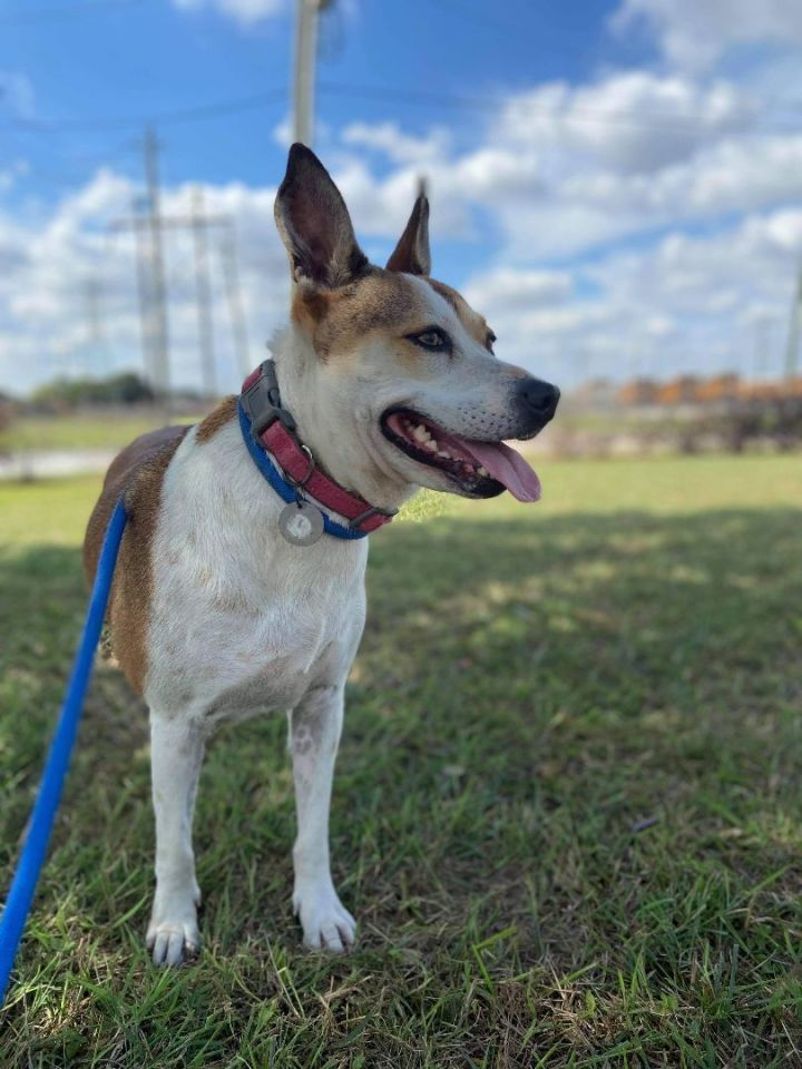 Adele, an adoptable Cattle Dog Mix in Kingwood, TX_image-1