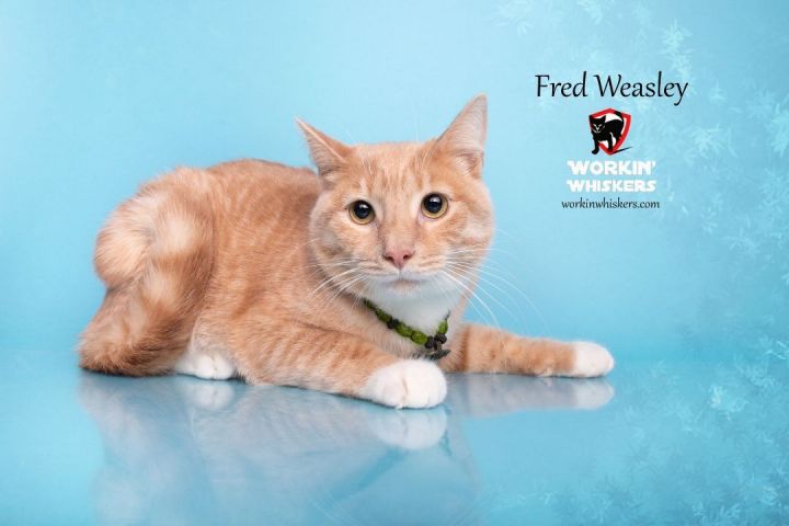FRED WEASLEY, an adoptable Domestic Short Hair & Tabby Mix in Palm Desert, CA_image-2