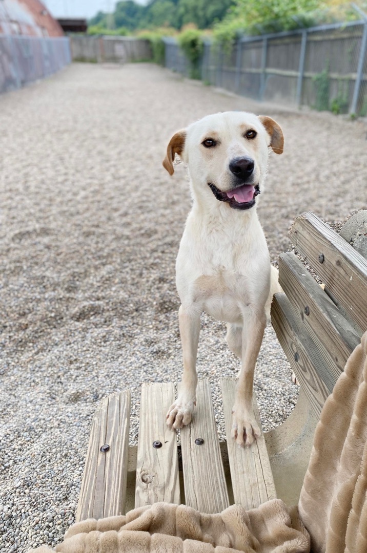 Jacob, an adoptable Yellow Labrador Retriever Mix in Cincinnati, OH_image-3