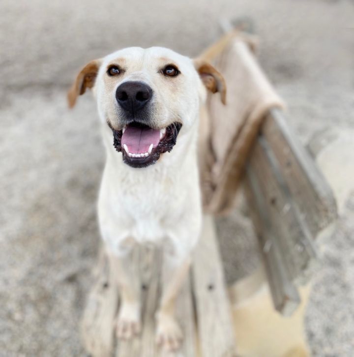 Jacob, an adoptable Yellow Labrador Retriever Mix in Cincinnati, OH_image-5