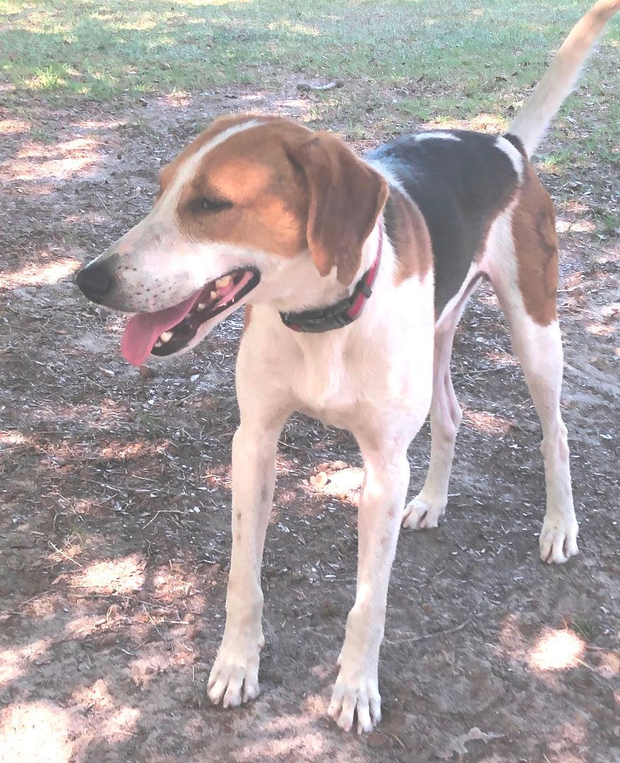Buddy, an adoptable American Foxhound in Jesup, GA, 31598 | Photo Image 2