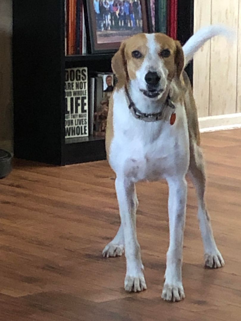 Buddy, an adoptable American Foxhound in Jesup, GA, 31598 | Photo Image 4