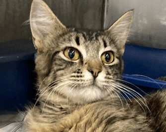 Daisy, an adoptable Tabby Mix in Claremore, OK_image-1
