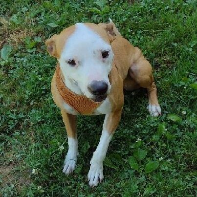 Sasha, an adoptable Pit Bull Terrier in Philippi, WV, 26416 | Photo Image 3