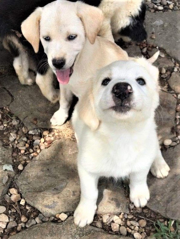 4 PUPPIES NEED FOSTER!!, an adoptable Great Pyrenees, Australian Shepherd in Franklin, TN, 37069 | Photo Image 1