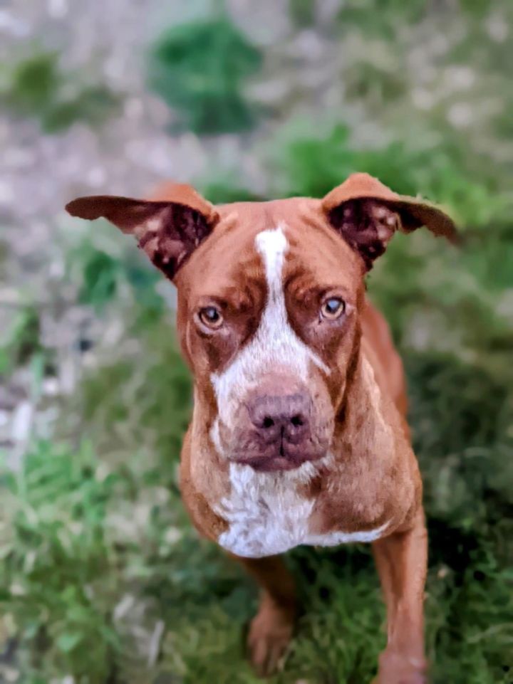 Knoxlee, an adoptable American Staffordshire Terrier Mix in Watertown, WI_image-5