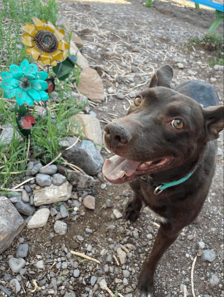 Rascal, an adoptable Labrador Retriever Mix in Williamsburg, NM_image-5