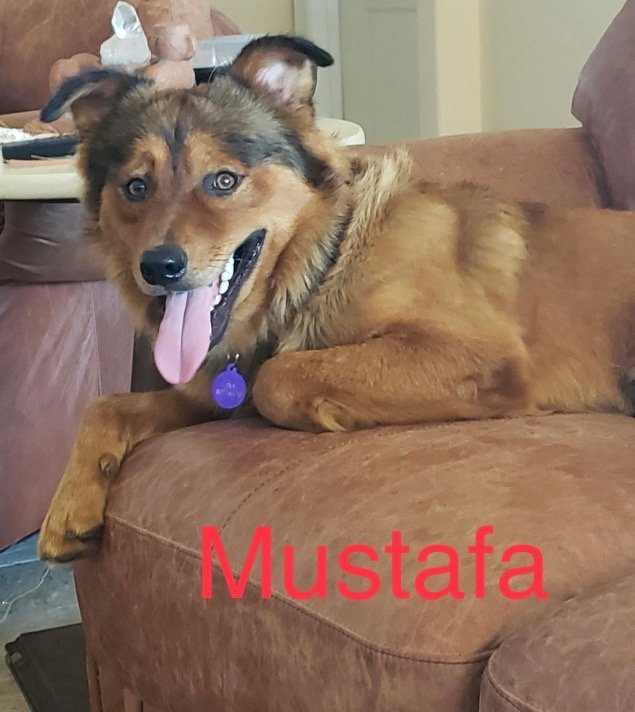 Mustafa