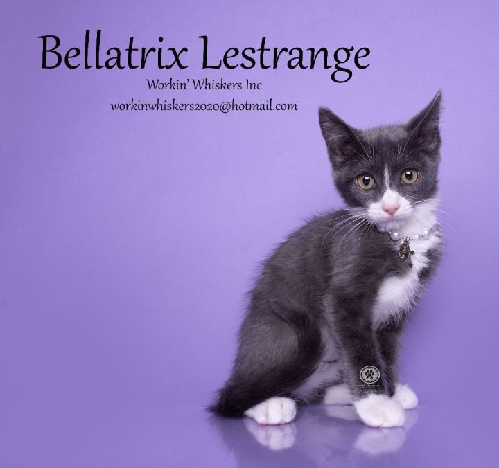 BELLATRIX LESTRANGE 2
