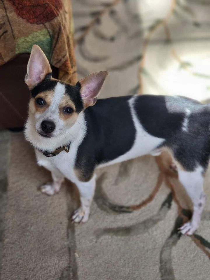 Twix, an adopted Chihuahua Mix in Cumming, GA_image-4