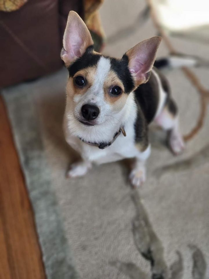 Twix, an adopted Chihuahua Mix in Cumming, GA_image-5