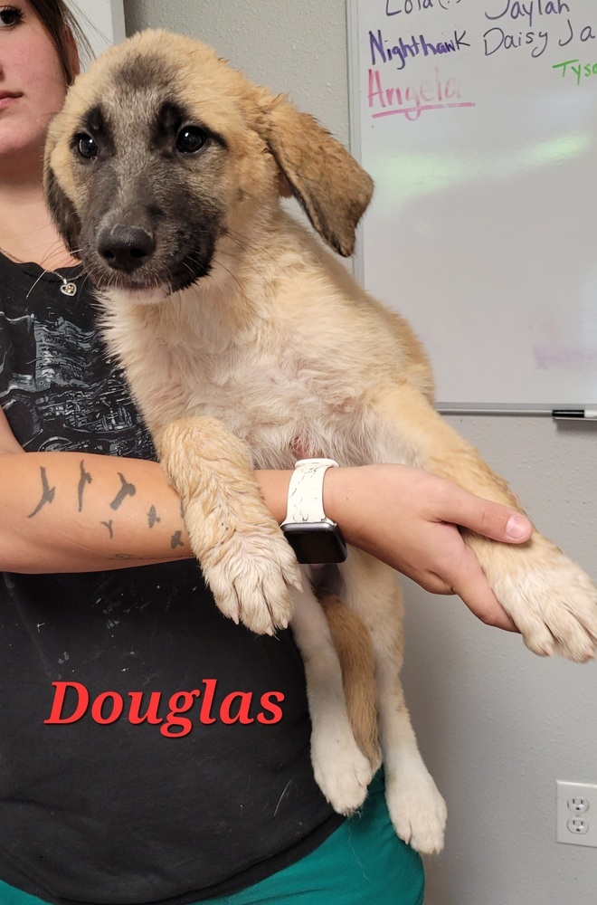 Douglas