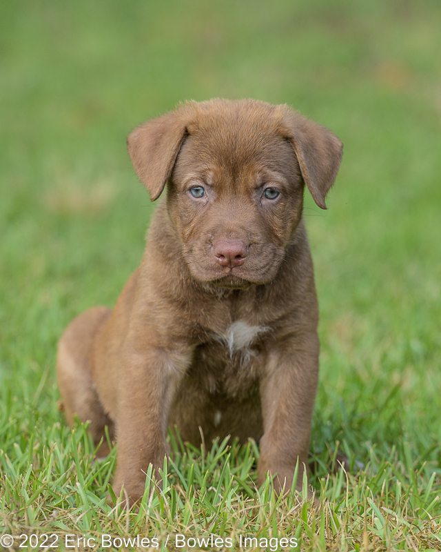 Minnie Puppy #3 (Blue Collar)