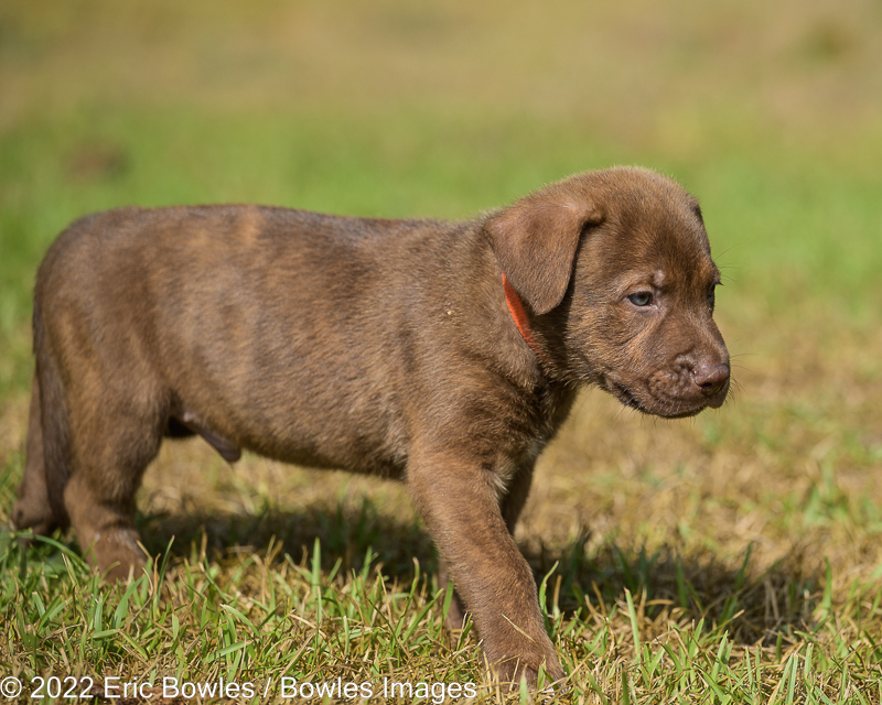 Minnie Puppy #2 (Orange Collar)