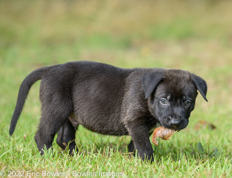 Minnie Puppy #5 (Light Blue Collar)