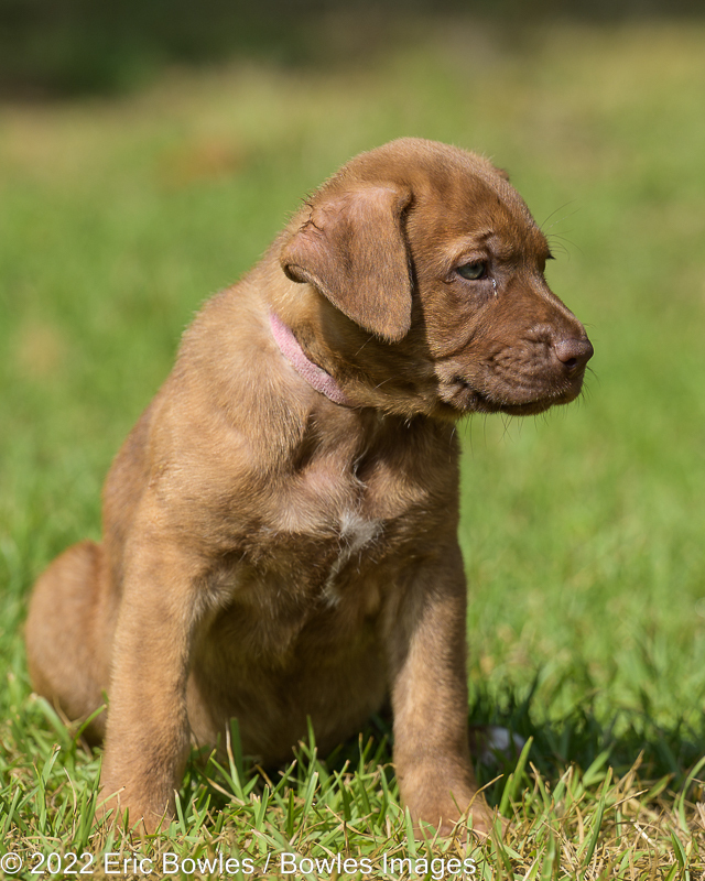 Minnie Puppy #1 (Pink Collar)