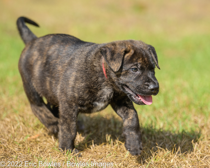 Minnie Puppy #7 (Red Collar)