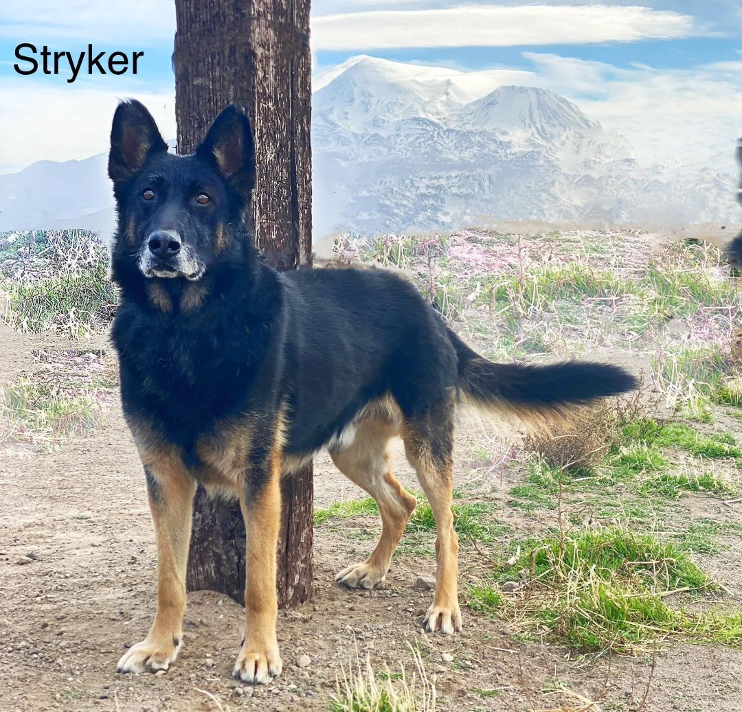 Stryker, an adoptable German Shepherd Dog in Modesto , CA, 95351 | Photo Image 2