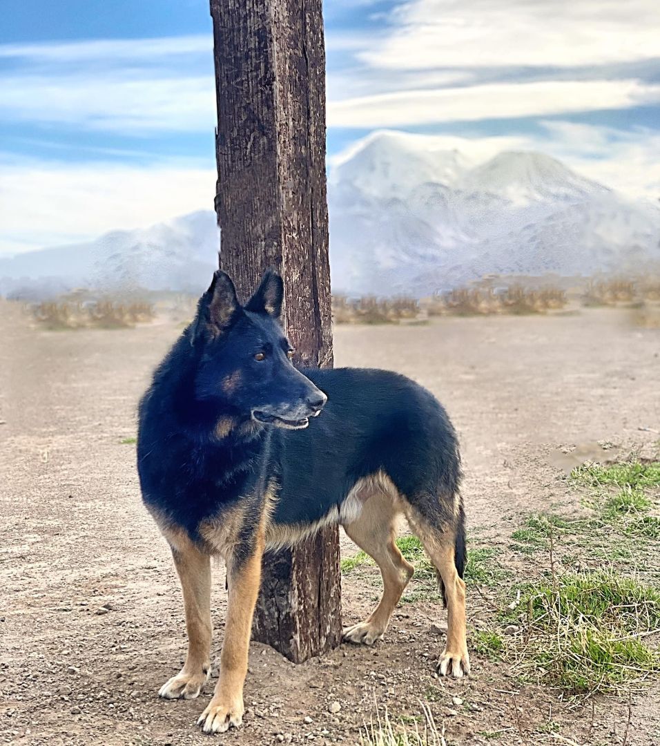 Stryker, an adoptable German Shepherd Dog in Modesto , CA, 95351 | Photo Image 1