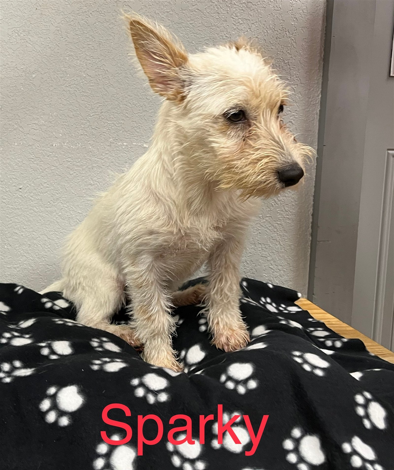 Sparky