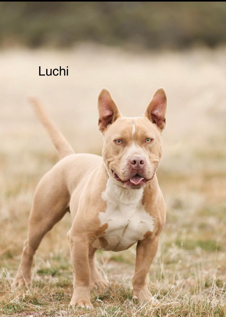 Luchi