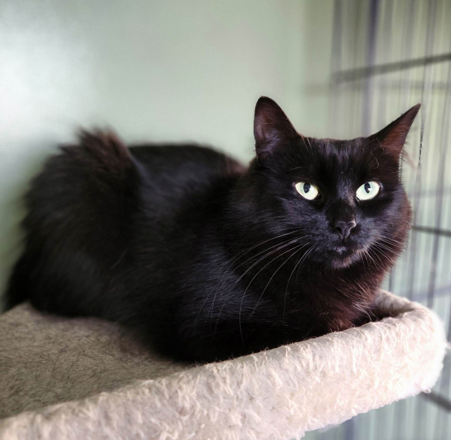 C202 Litter Mom Cocoa, an adoptable Domestic Short Hair in Livonia, MI, 48152 | Photo Image 1