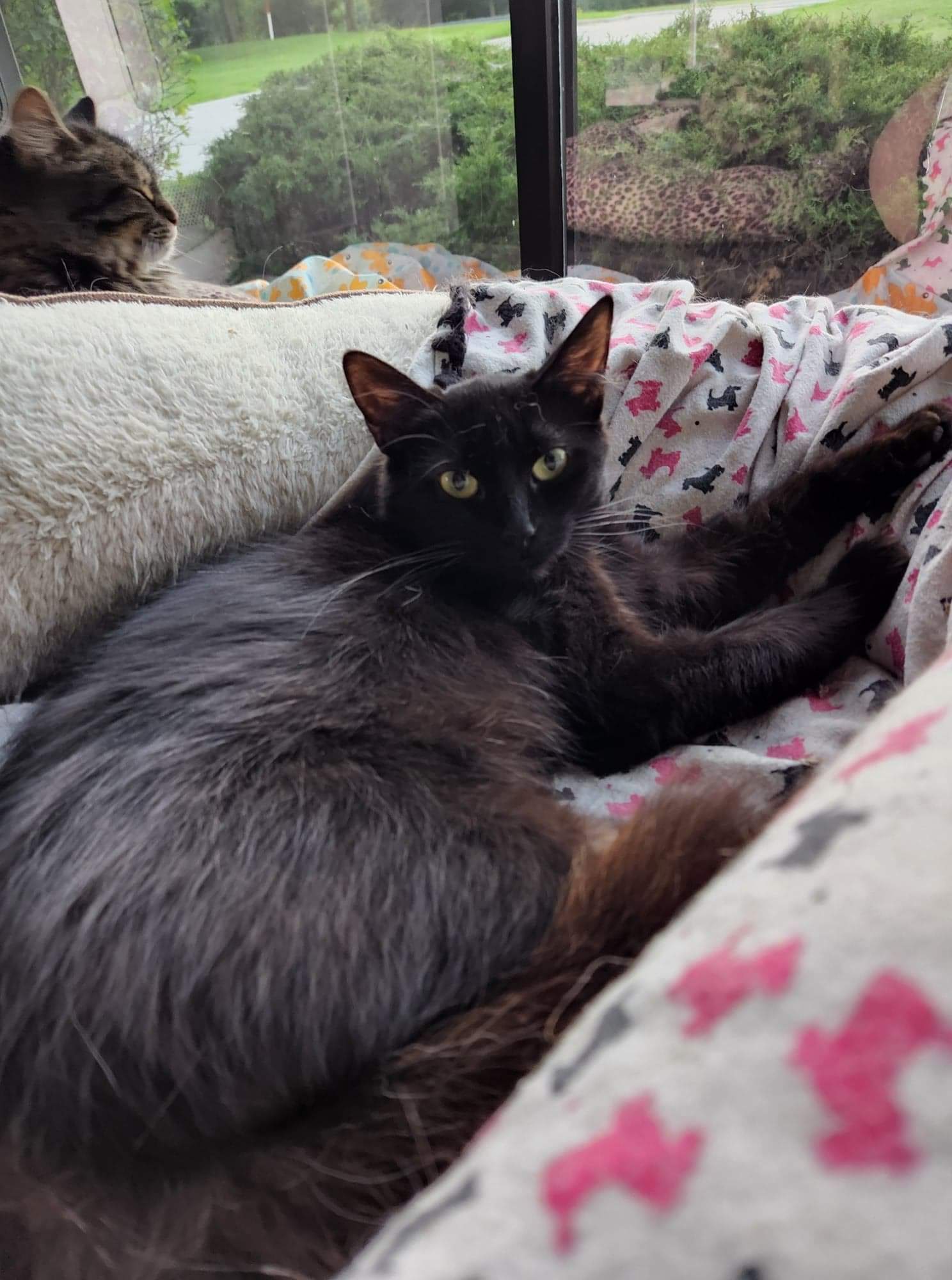 C202 Litter Mom Cocoa, an adoptable Domestic Short Hair in Livonia, MI, 48152 | Photo Image 2