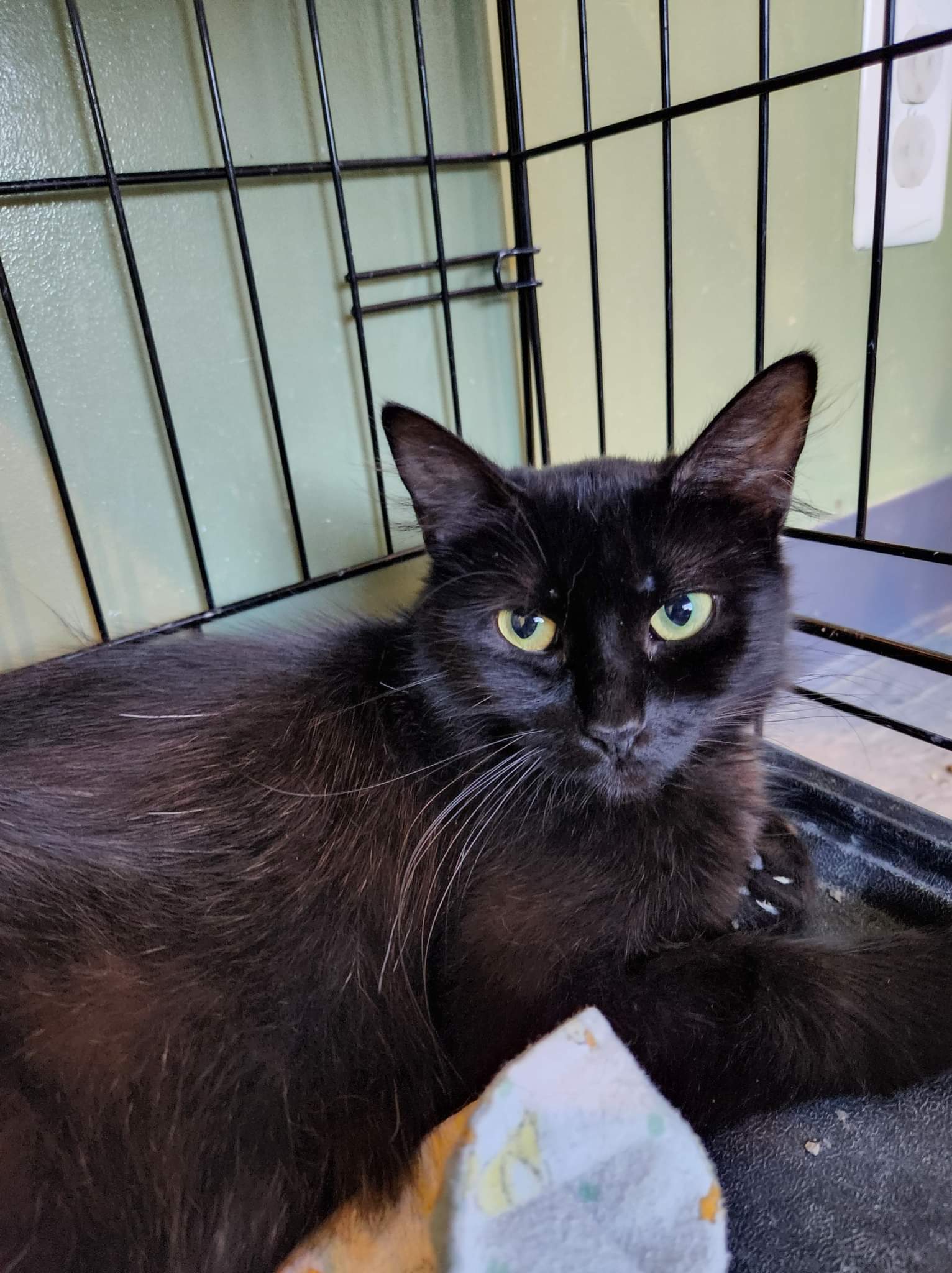 C202 Litter Mom Cocoa, an adoptable Domestic Short Hair in Livonia, MI, 48152 | Photo Image 3