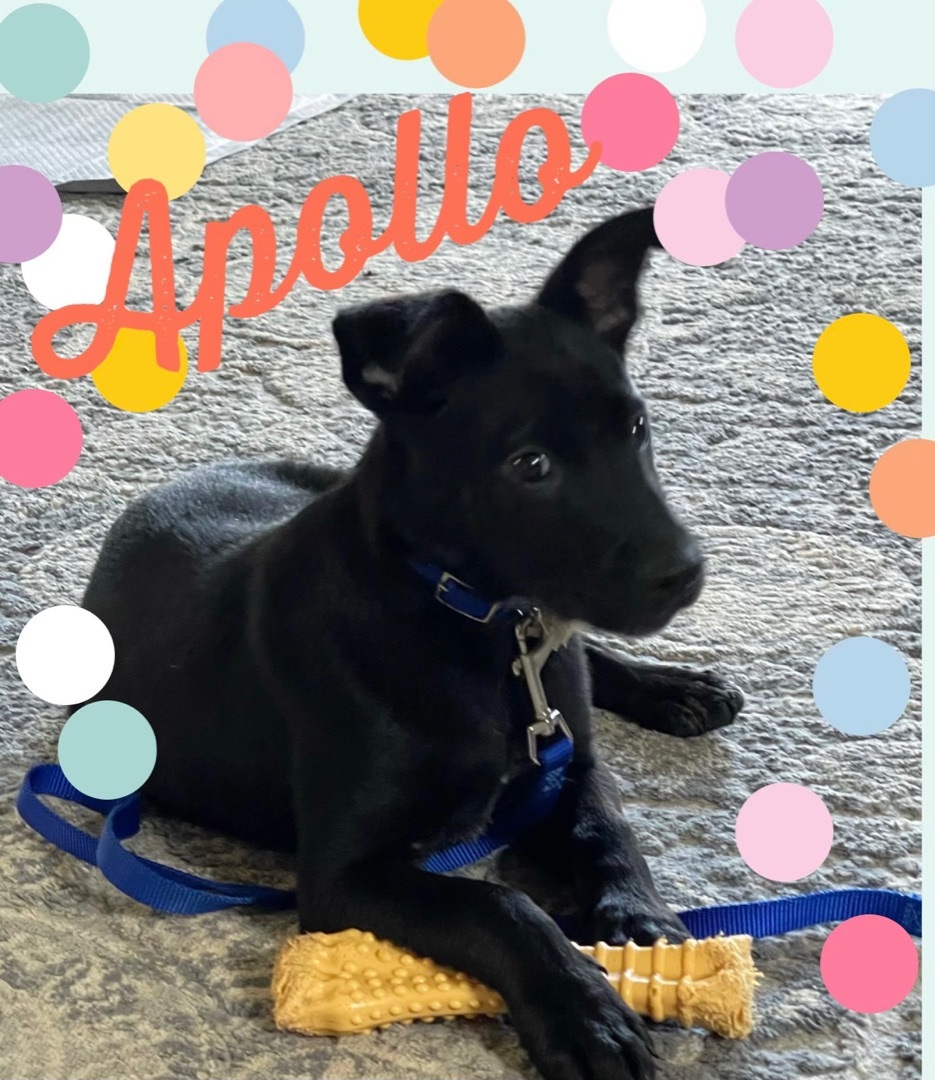 Apollo