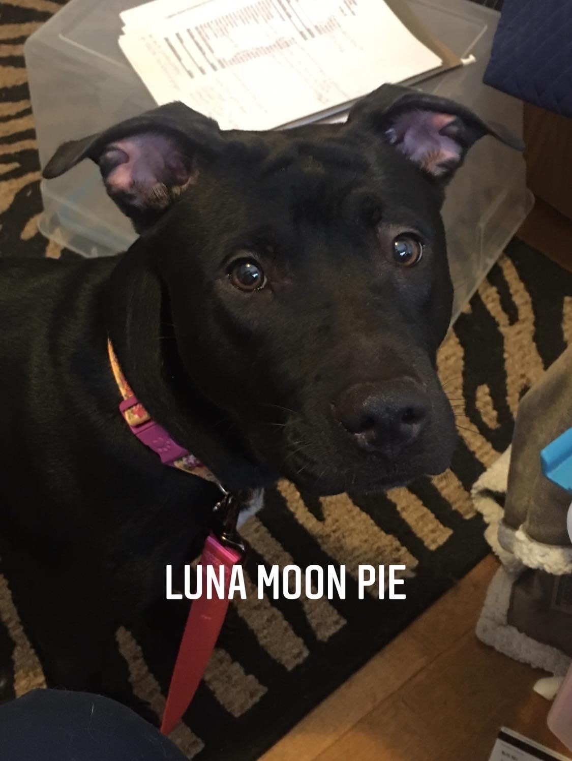 Luna Moon Pie