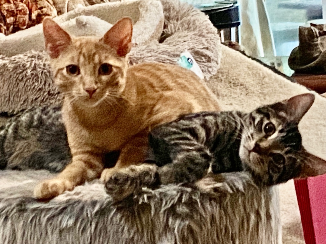 Cat for adoption Sprout (bonded with Clover), a Tabby & Domestic