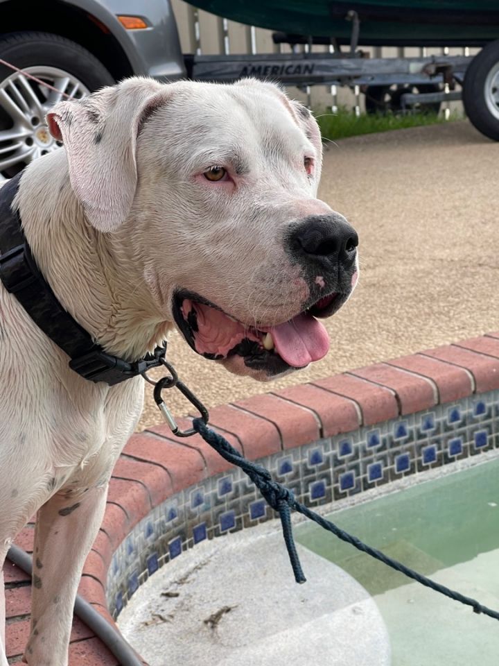 are bananas good for the dogo argentino