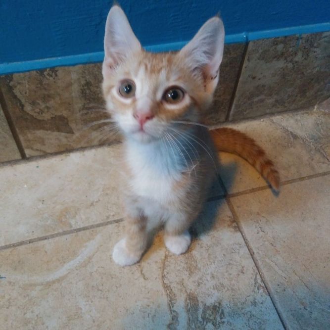 Sweet Garfield Kitty!