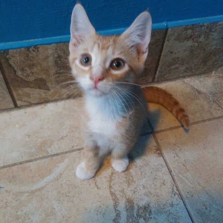 Sweet Garfield Kitty! 1