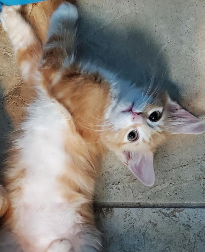 Sweet Garfield Kitty! 2