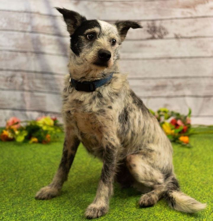 Mika & Coyote (Bonded Pair), an adoptable Australian Cattle Dog / Blue Heeler Mix in Lacey, WA_image-3