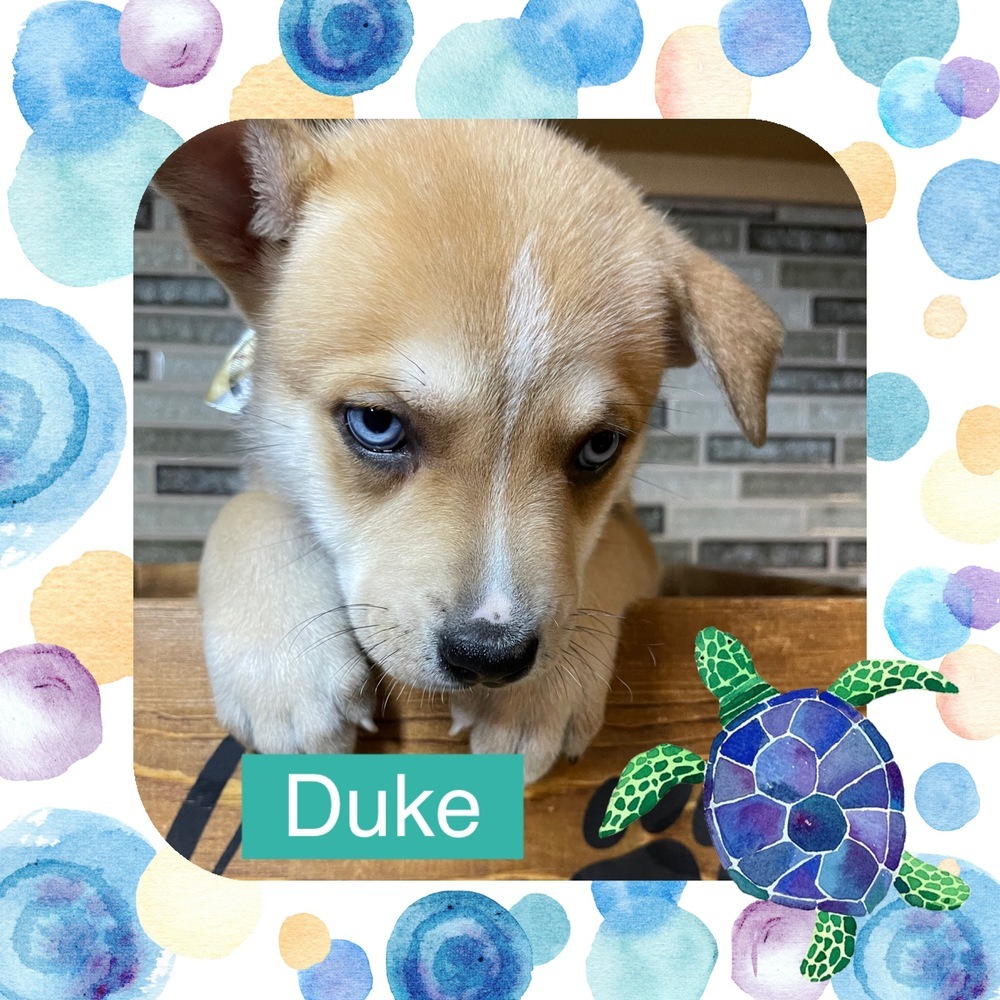 Duke