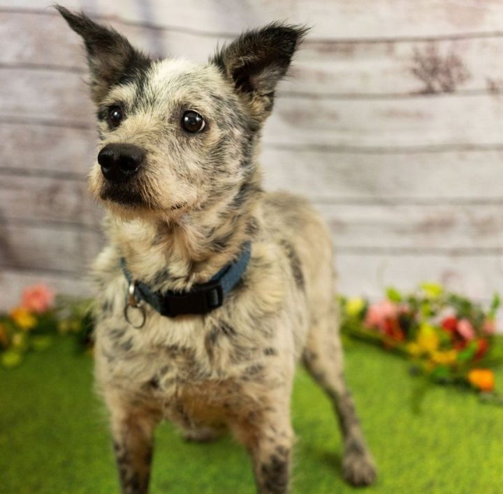 Mika & Coyote (Bonded Pair), an adoptable Australian Cattle Dog / Blue Heeler Mix in Portland, OR_image-3