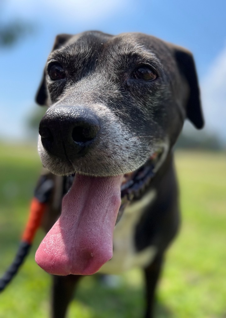 Ms Lily, an adoptable Labrador Retriever, Catahoula Leopard Dog in Gilmer, TX, 75644 | Photo Image 1