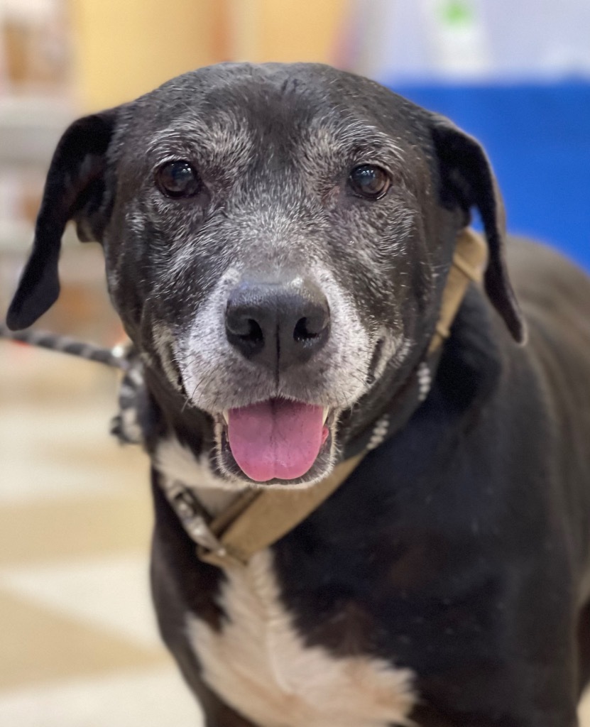 Ms Lily, an adoptable Labrador Retriever, Catahoula Leopard Dog in Gilmer, TX, 75644 | Photo Image 1